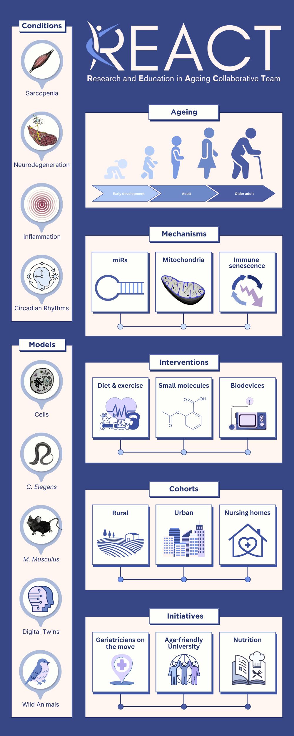 REACT Collaborative Approach Infographic - showing the comprehensive framework including ageing conditions (sarcopenia, neurodegeneration, inflammation, circadian rhythms), research mechanisms (miRs, mitochondria, immune senescence), study models (cells, C. elegans, mice, digital twins, wild animals), interventions (diet & exercise, small molecules, biodevices), cohorts (rural, urban, nursing homes), and key initiatives (geriatricians on the move, age-friendly university, nutrition)